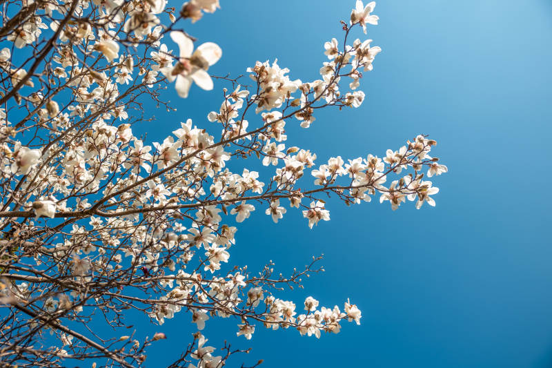 樱花绽放蓝天图片