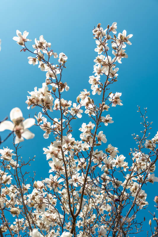玉兰花开 春意盎然图片