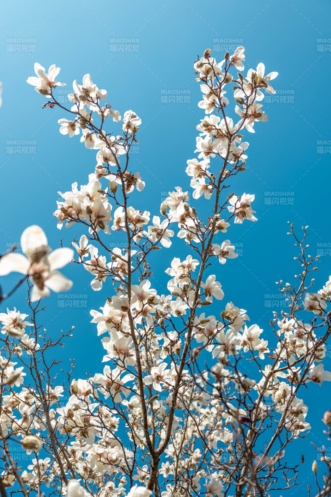 玉兰花开 春意盎然图片