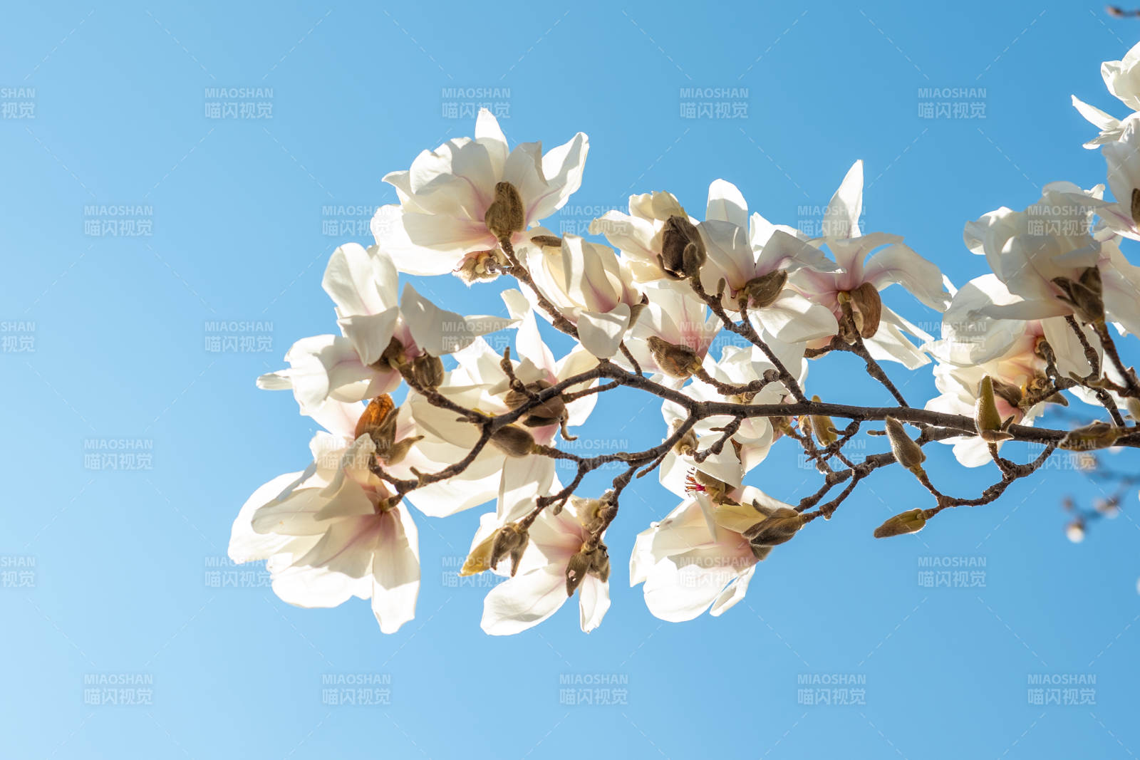 玉兰花开 春意盎然图片