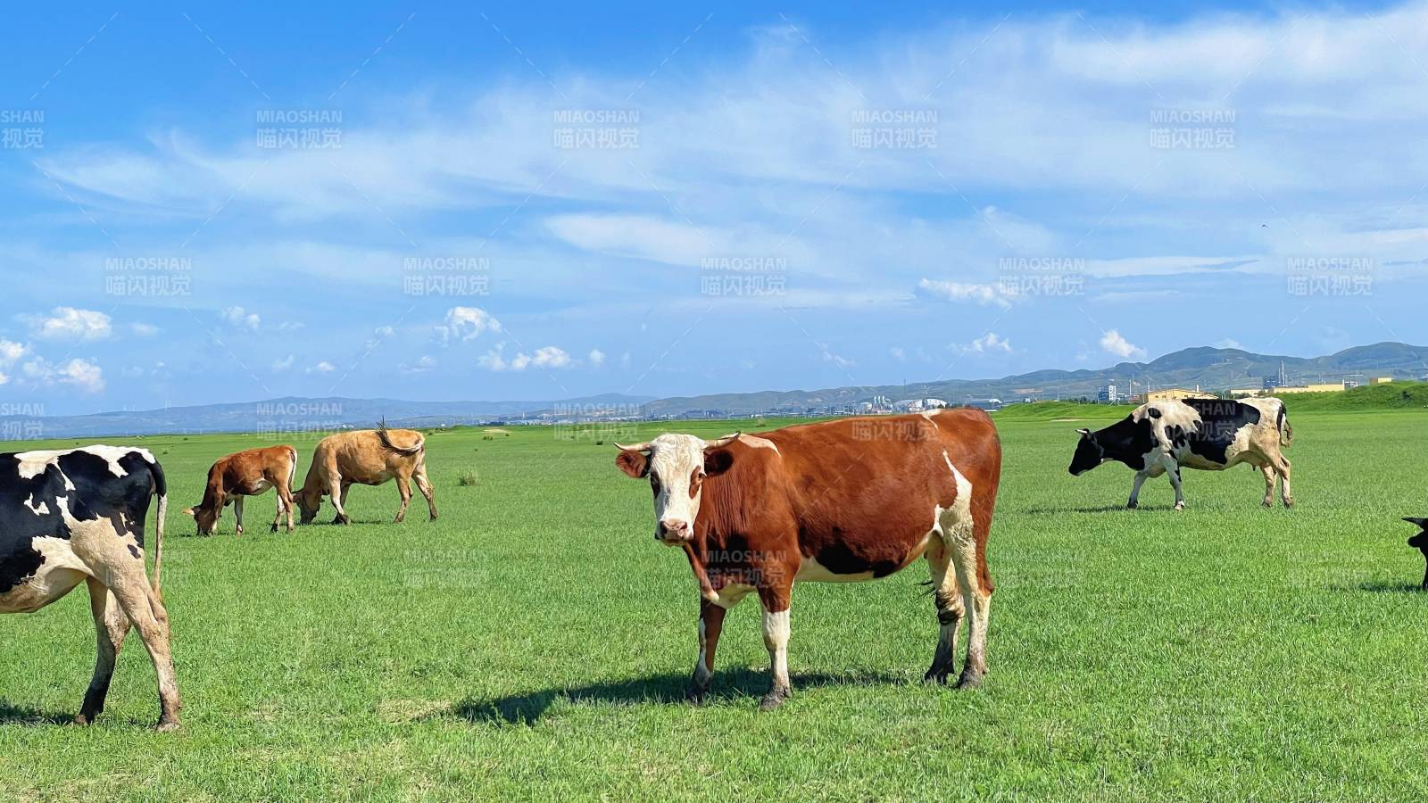草原上的牛群图片