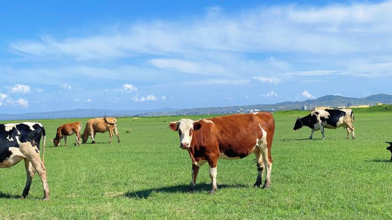 草原上的牛群图片