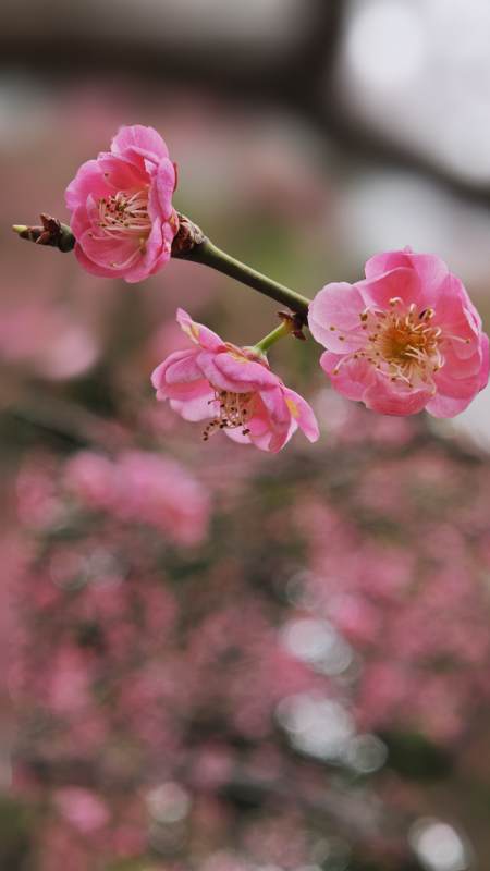 梅花绽放春意浓图片