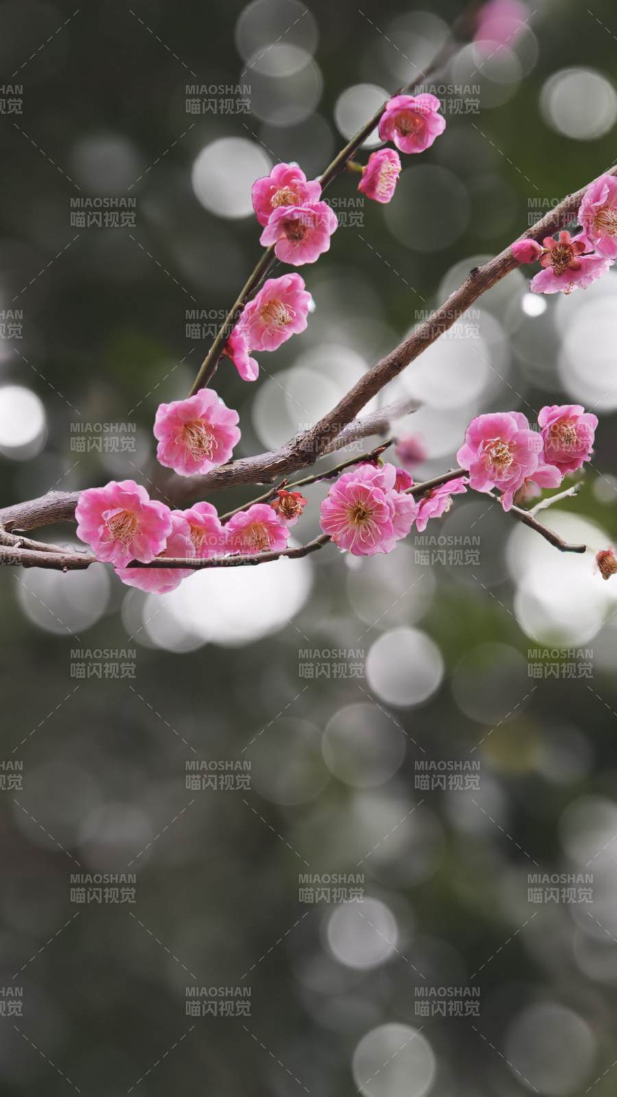 梅花绽放枝头图片