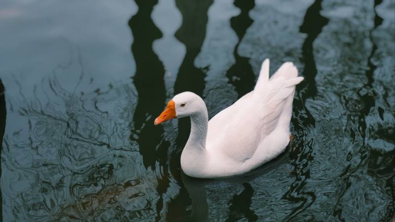 白鹅游水图片