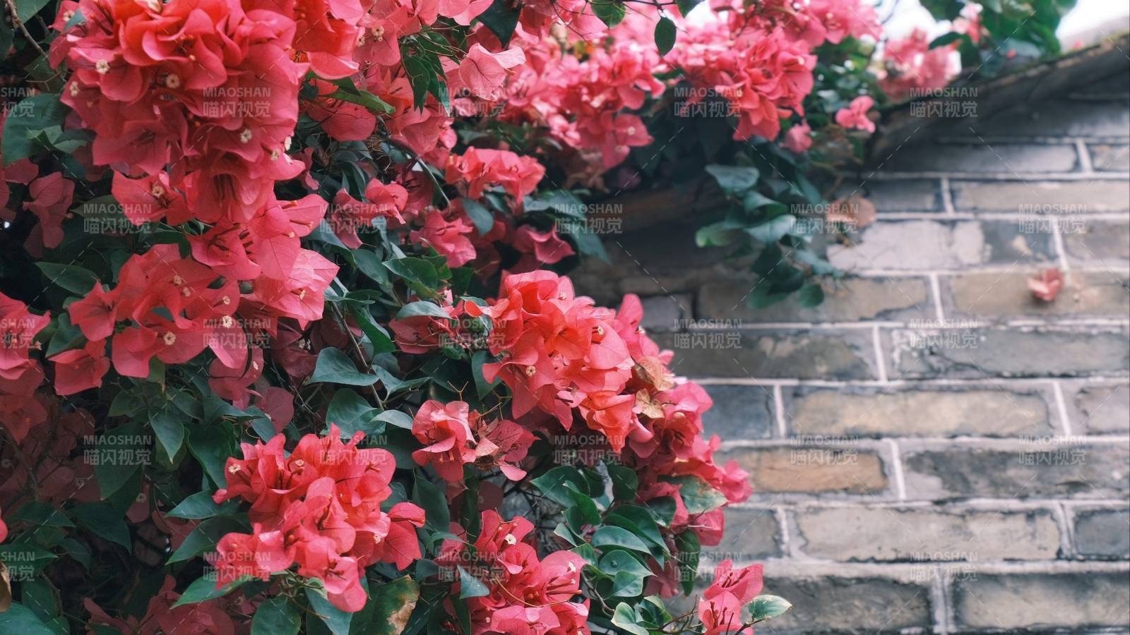 红花攀墙绽放图片