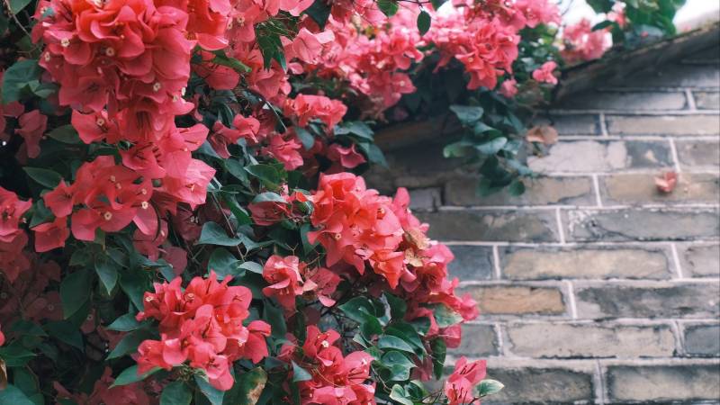 红花攀墙绽放图片
