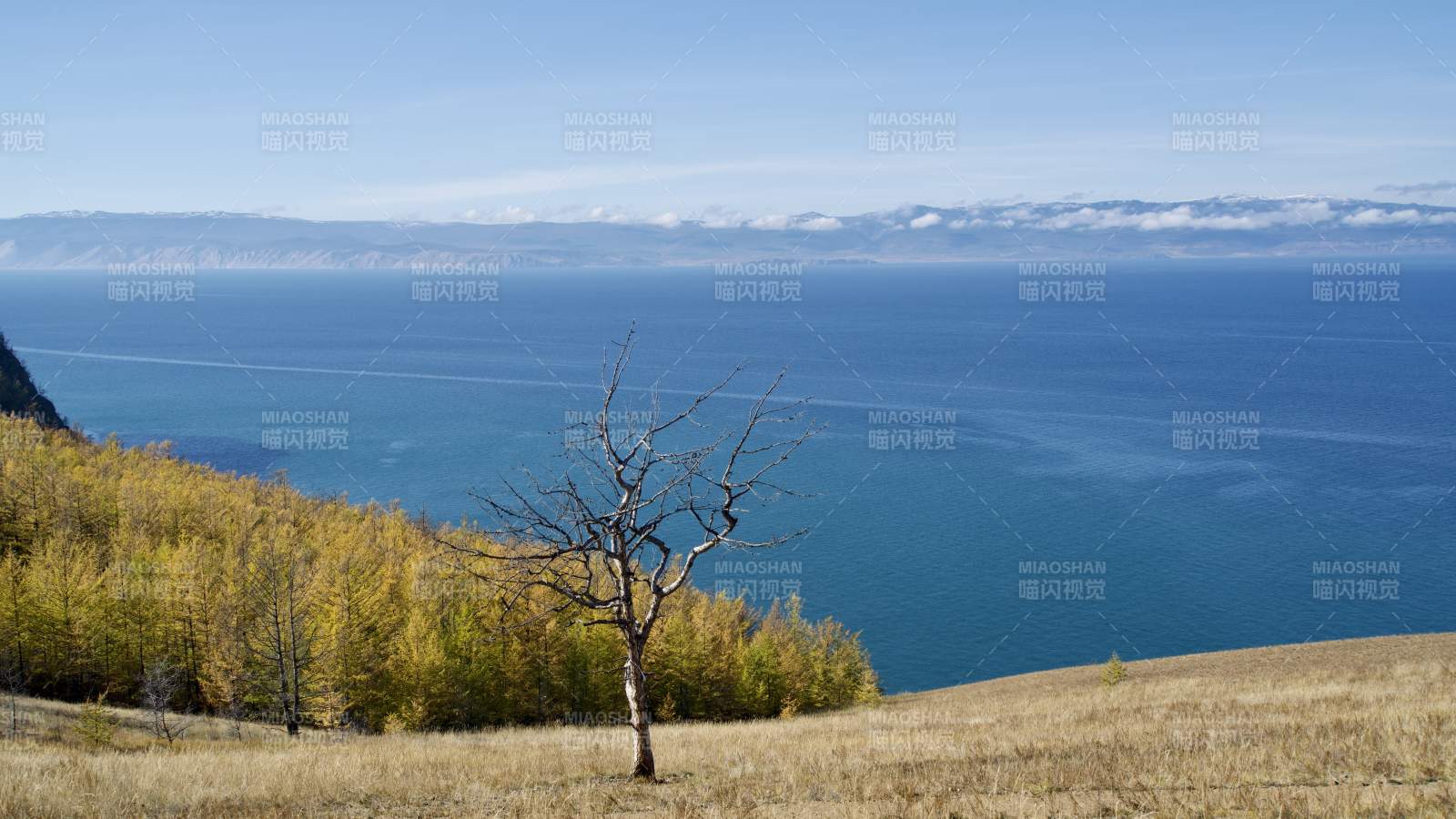 贝加尔湖湖畔孤树秋景图片