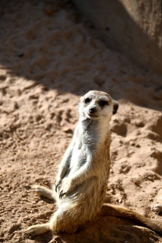 狐獴站立沙地图片