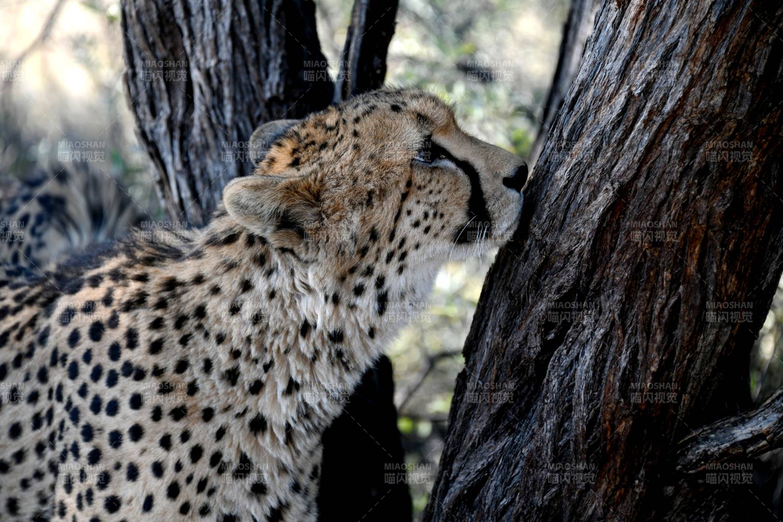 猎豹倚树凝望图片
