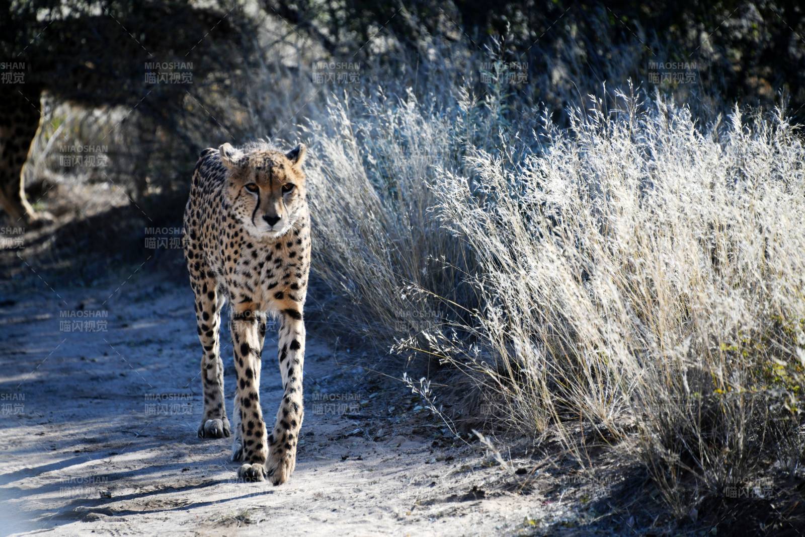 猎豹行于荒野小径图片