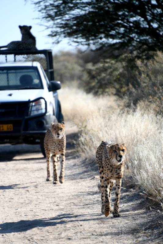 猎豹行路 车后有猫图片