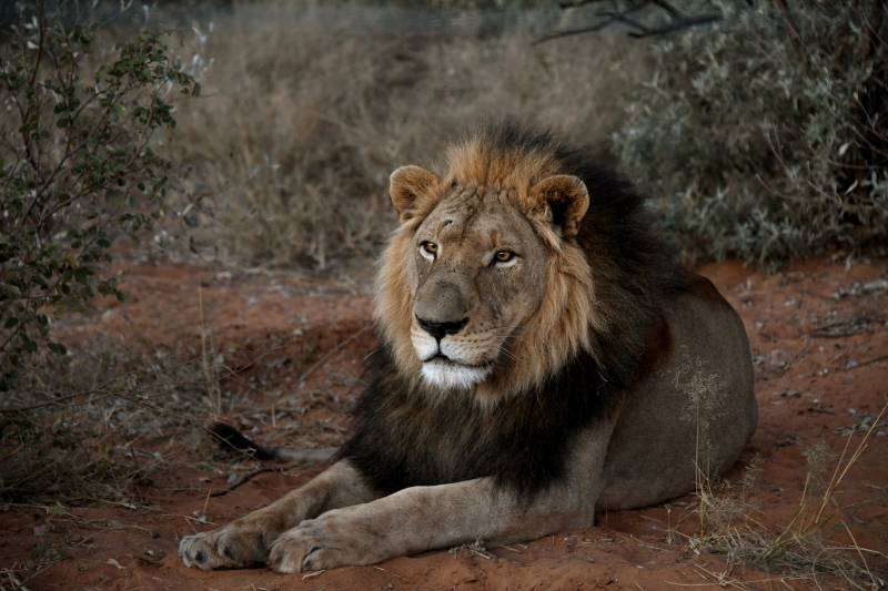 雄狮静卧荒野图片