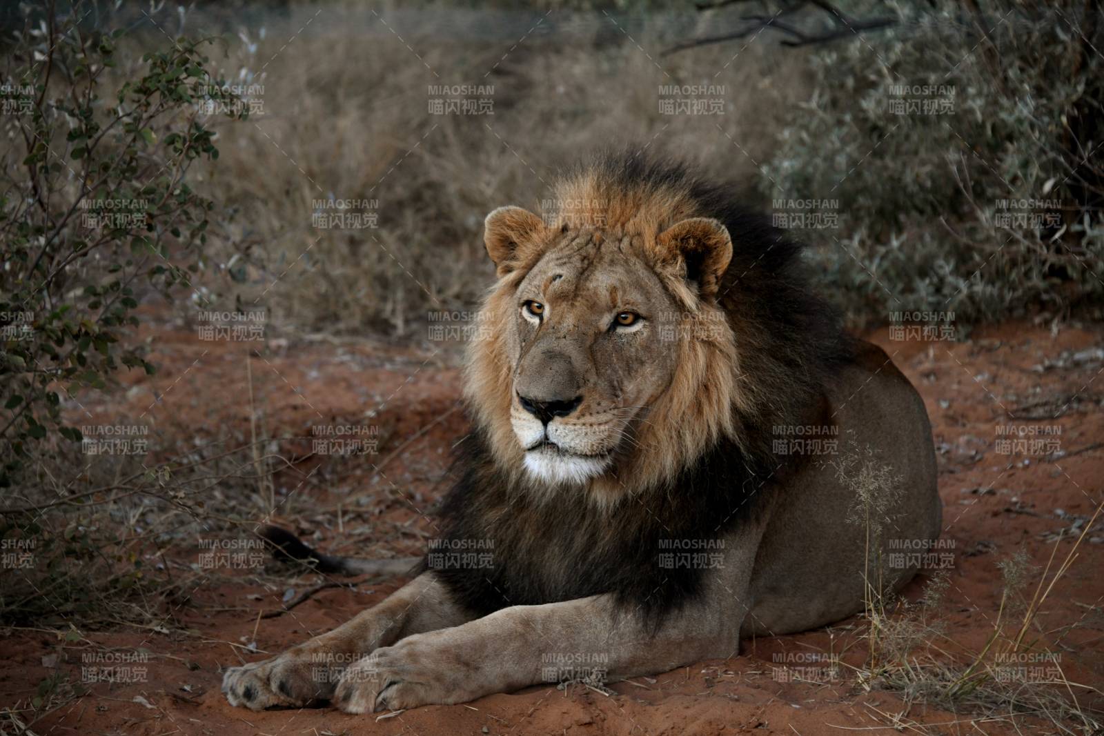 雄狮静卧荒野图片