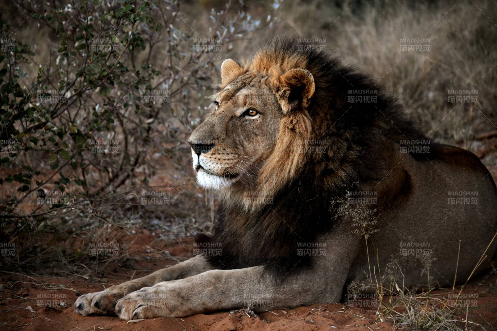 雄狮静卧草原图片
