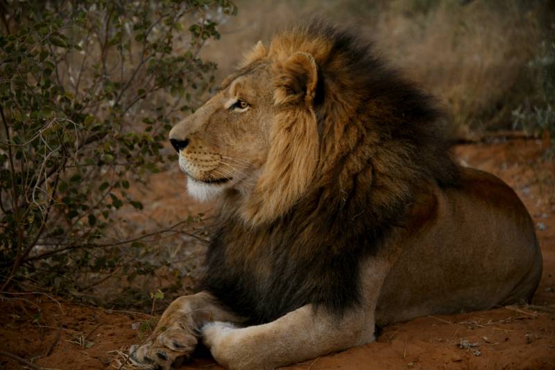 雄狮静卧草原图片