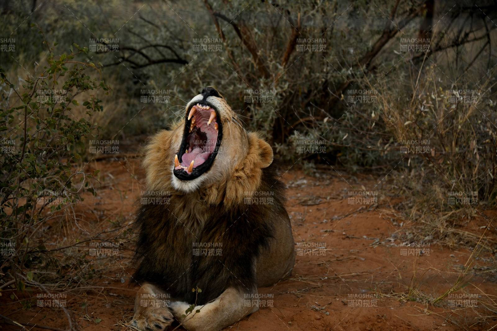 雄狮咆哮图片