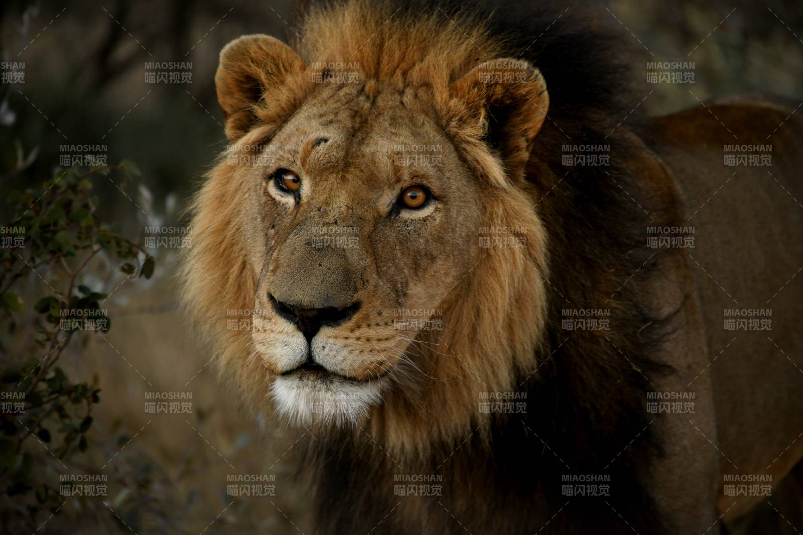 雄狮凝视图片
