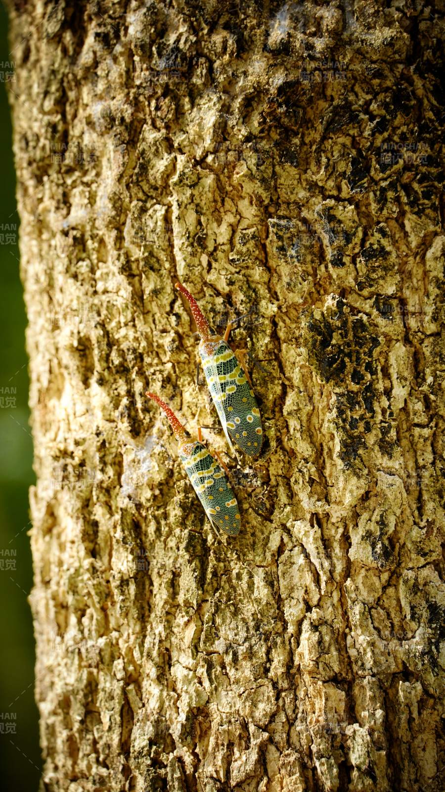 树干上的斑斓虫影图片