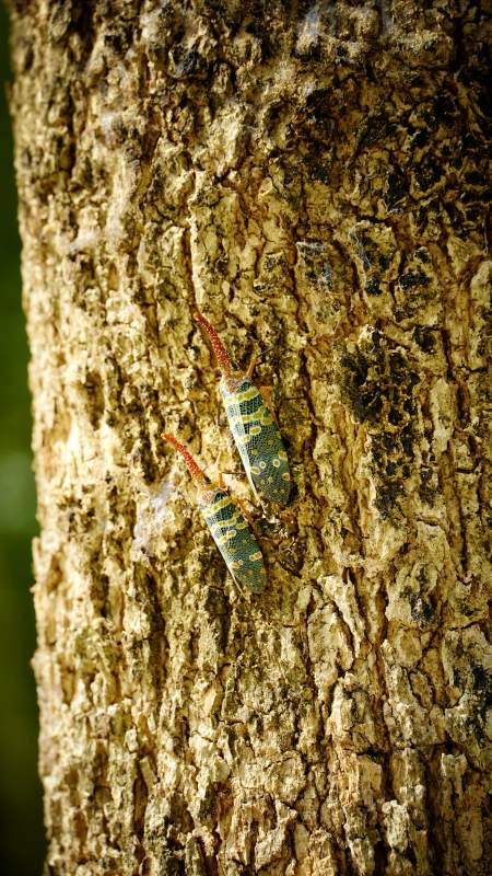 树干上的斑斓虫影图片
