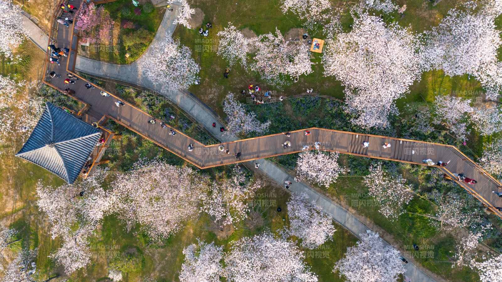 航拍武汉东湖樱花盛开的公园步道图片