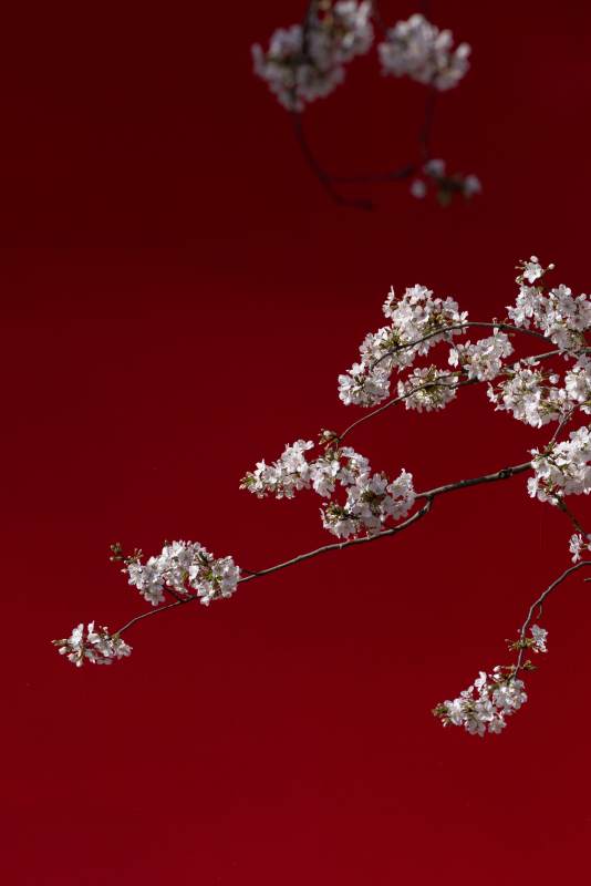 东湖樱花绽放图片