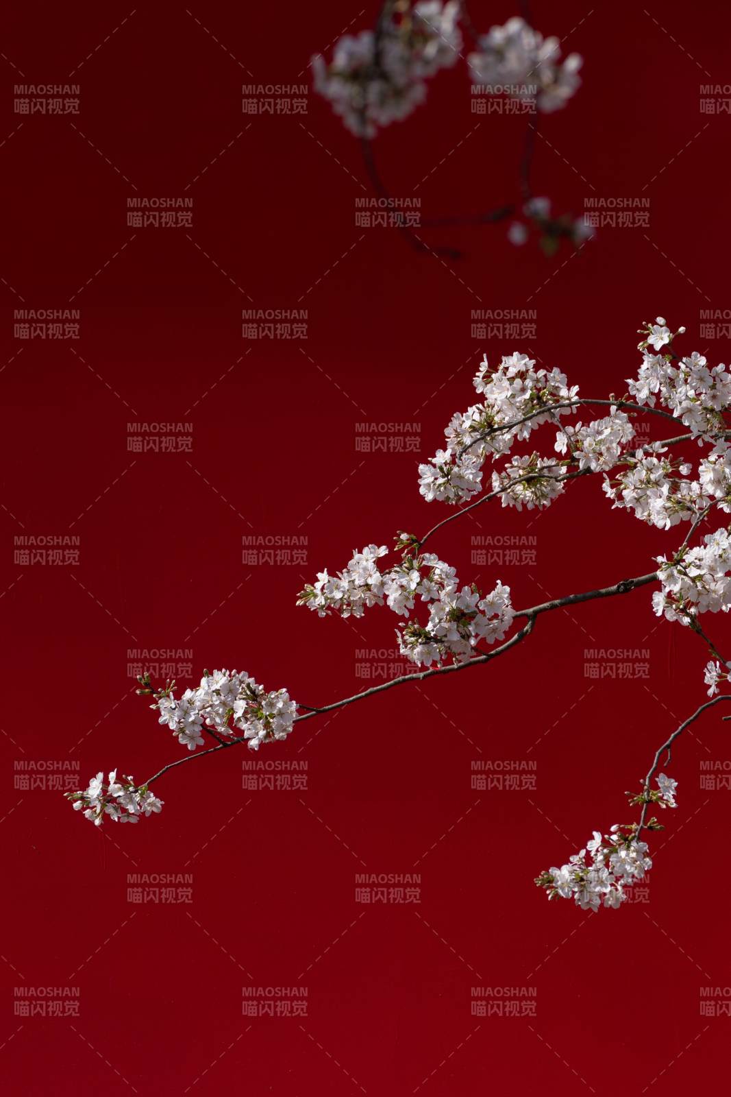 东湖樱花绽放图片