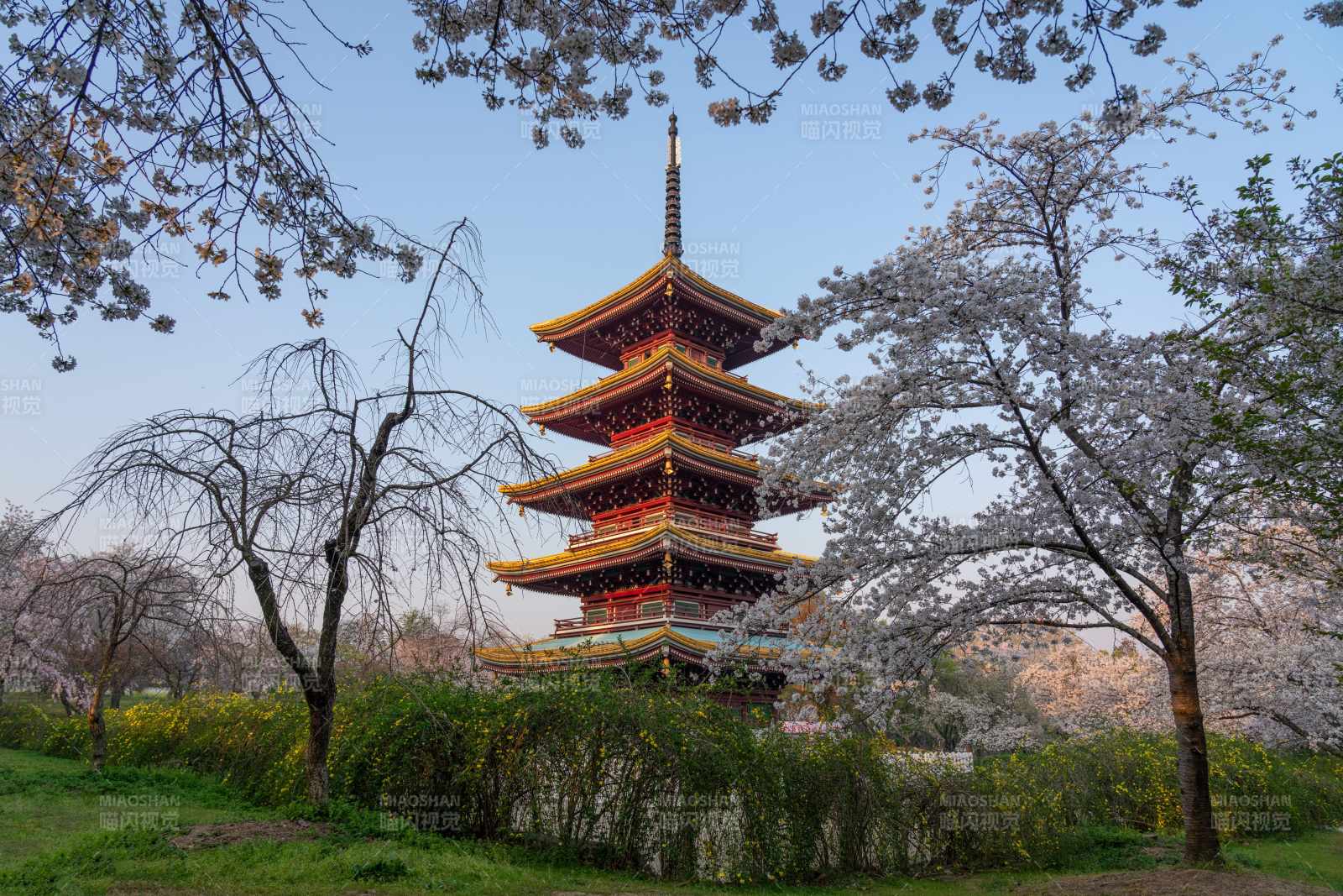 樱花下的五重塔图片