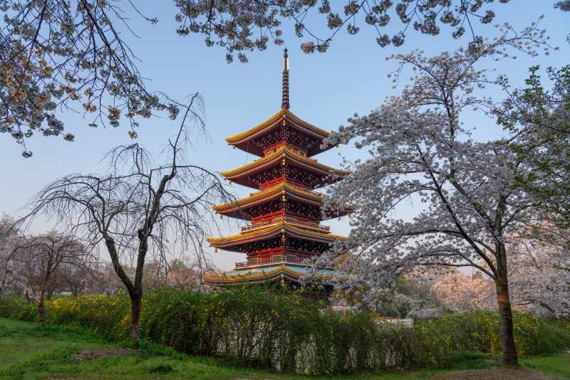 樱花下的五重塔图片