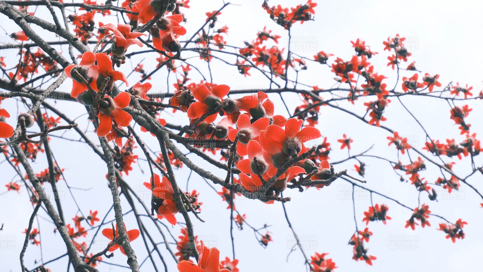 红花绽放枝头图片