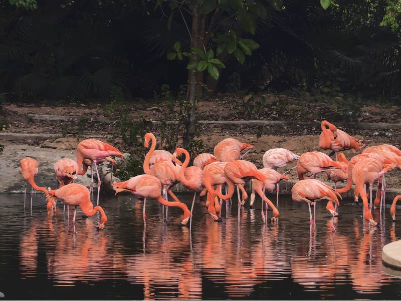 粉红火烈鸟群栖水边图片