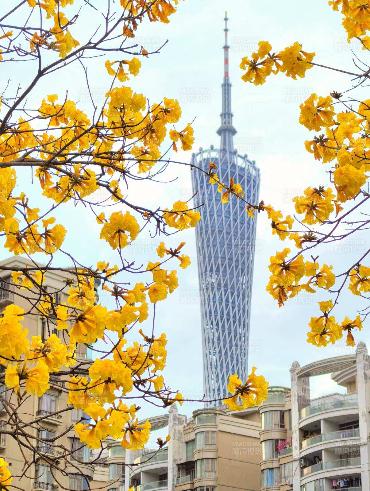 广州塔春景图片