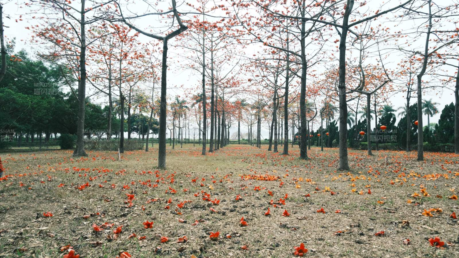 秋叶铺地林间景图片