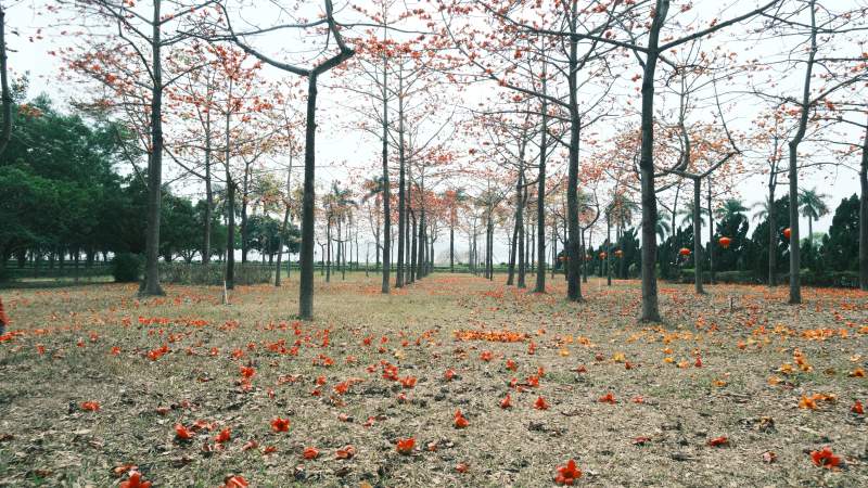 秋叶铺地林间景图片
