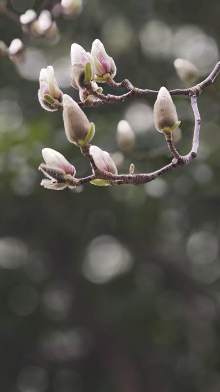 玉兰初绽 春意盎然（常州广景苑小区内）图片