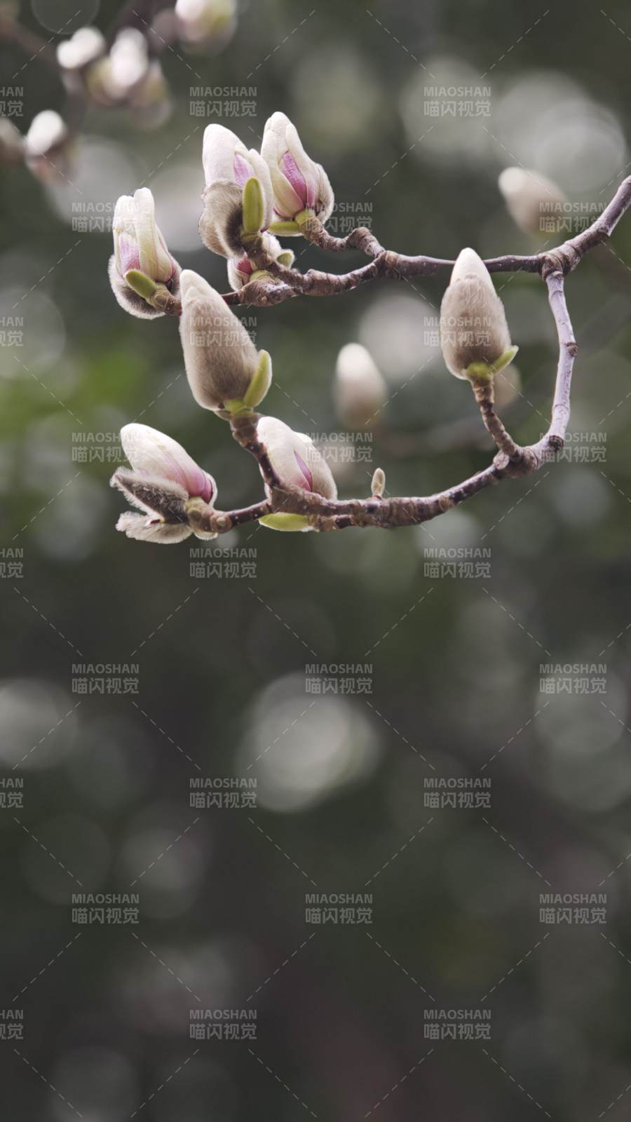 玉兰初绽 春意盎然（常州广景苑小区内）图片