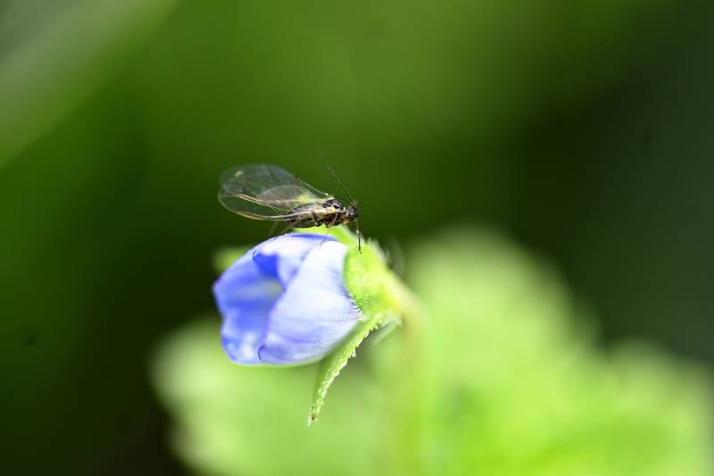 小虫栖息蓝花上图片