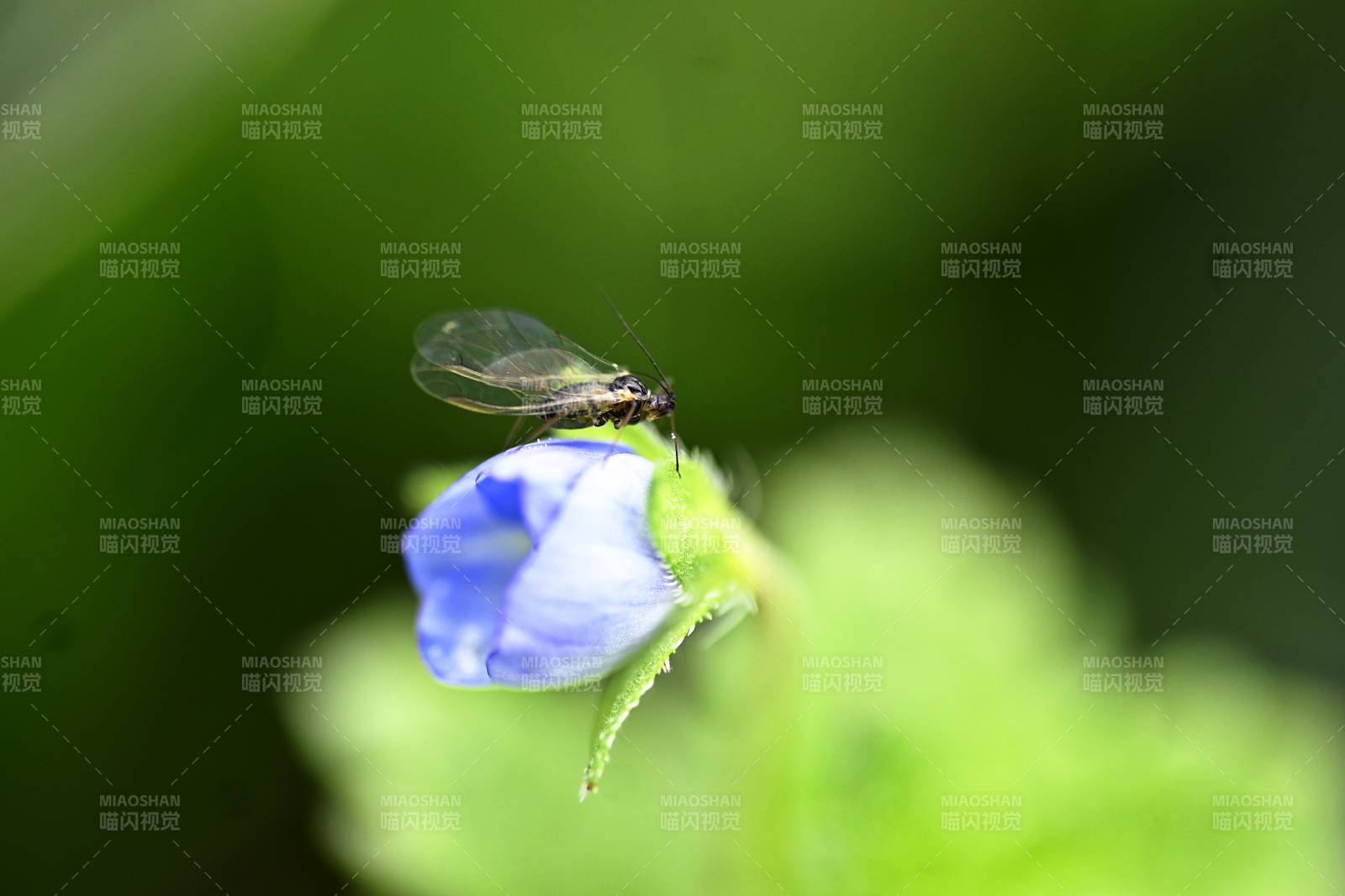 小虫栖息蓝花上图片