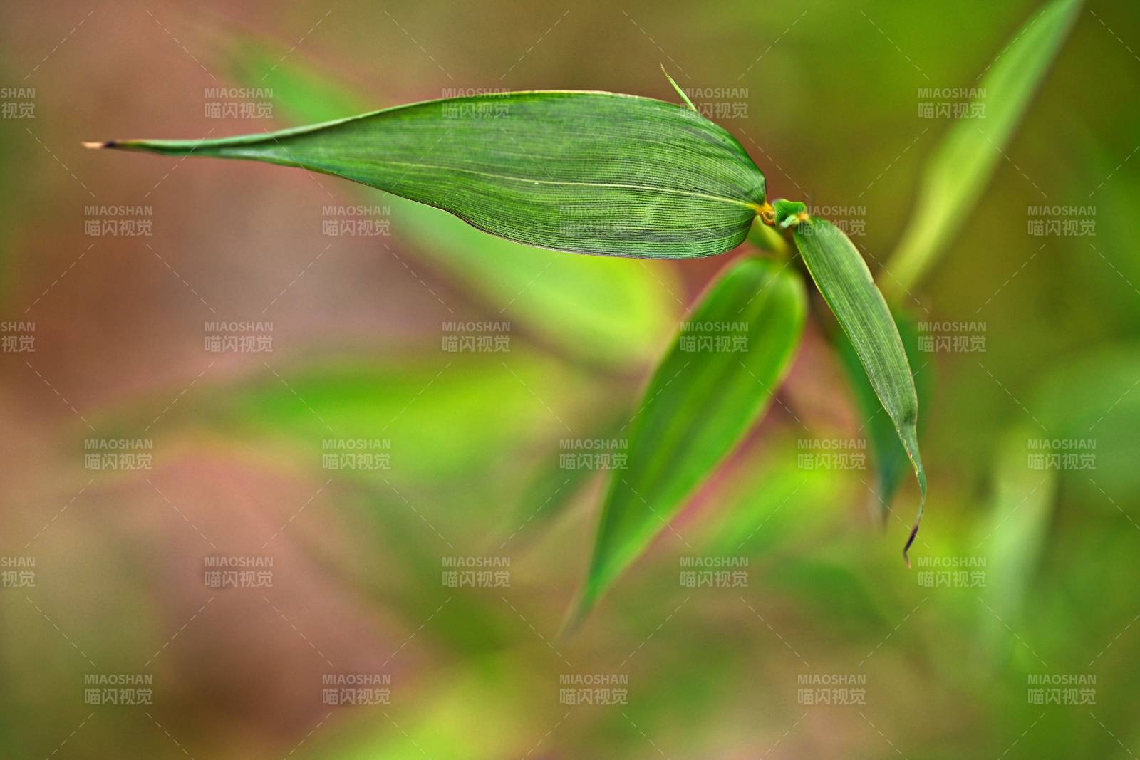 竹叶新生图片