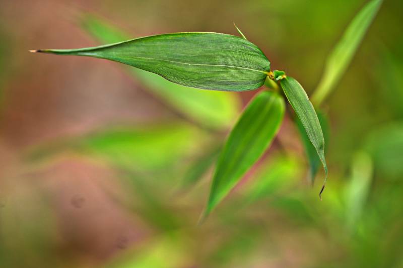 竹叶新生图片