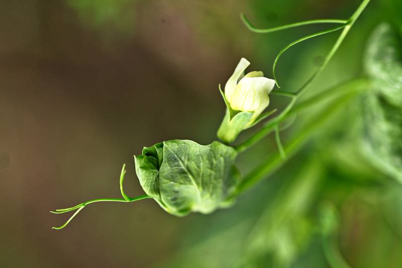 菜园子里的豌豆花开了图片