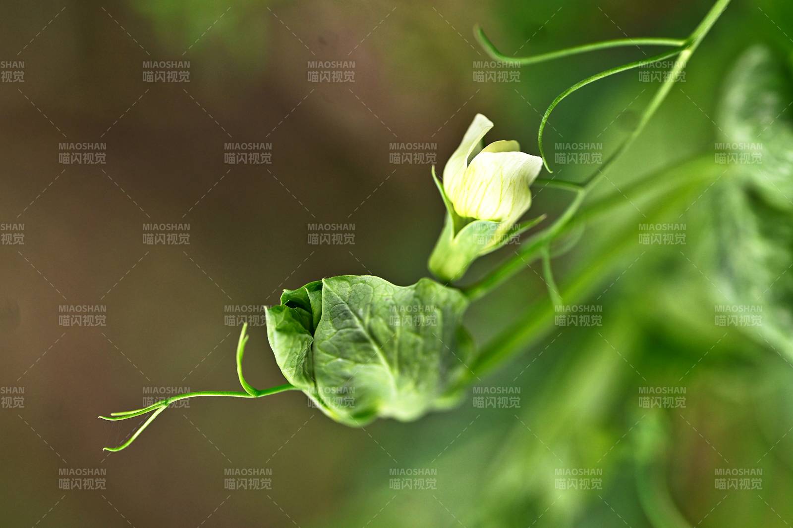 菜园子里的豌豆花开了图片