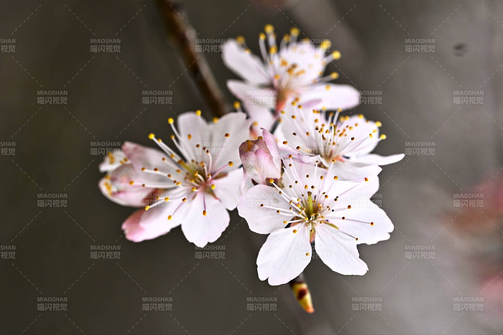 早樱花绽枝头图片