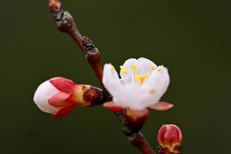 梅花绽放枝头图片