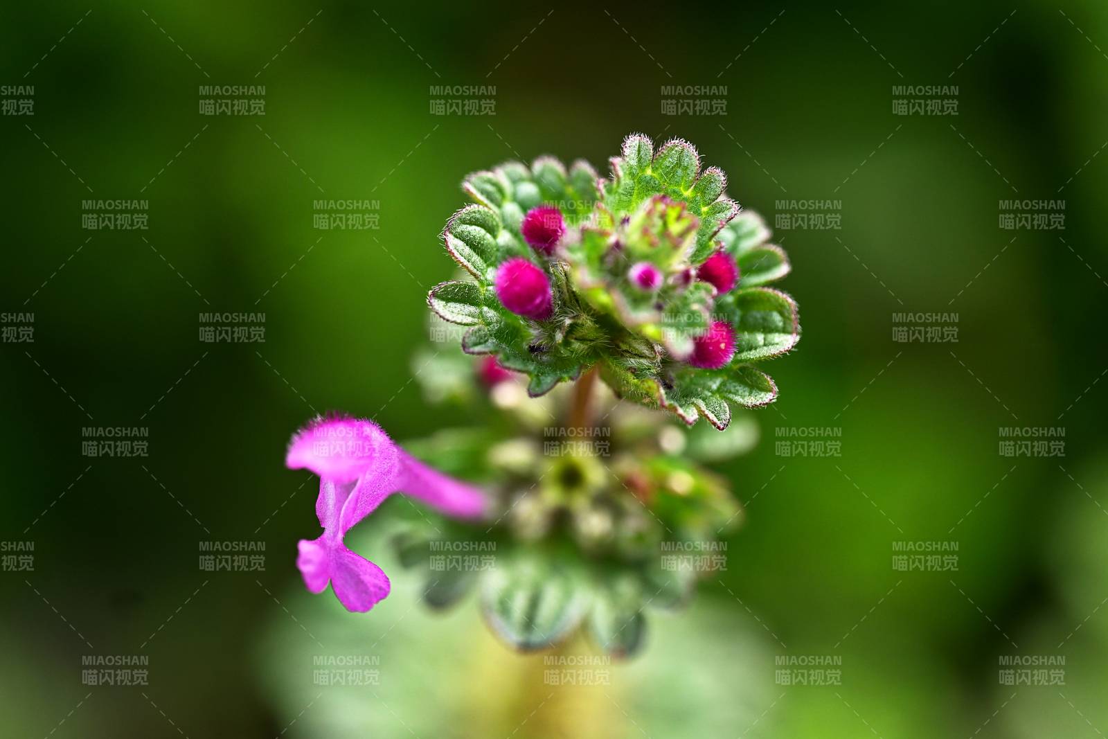 庭院里的野生宝盖草开花了图片