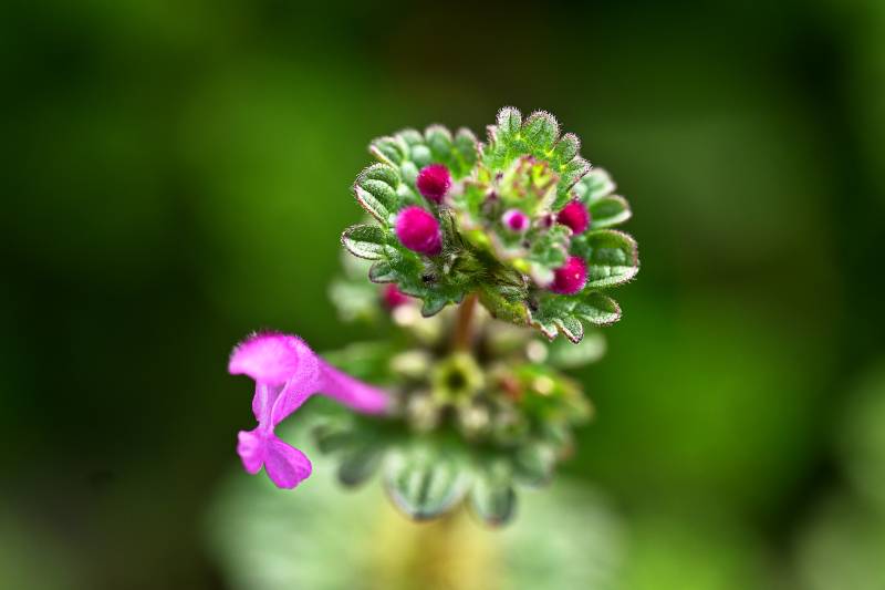 庭院里的野生宝盖草开花了图片