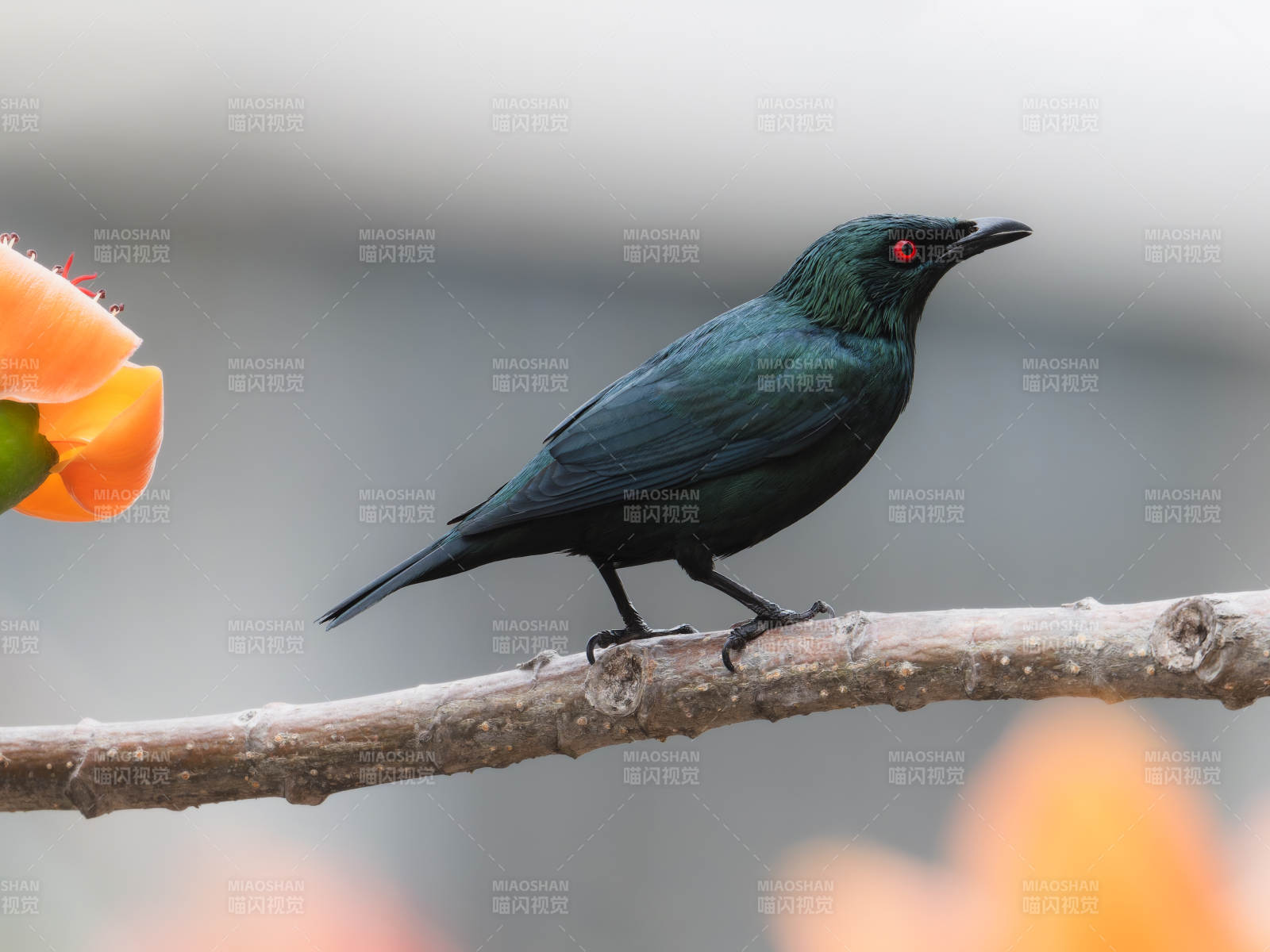 黑鸟栖枝 红眼凝视图片