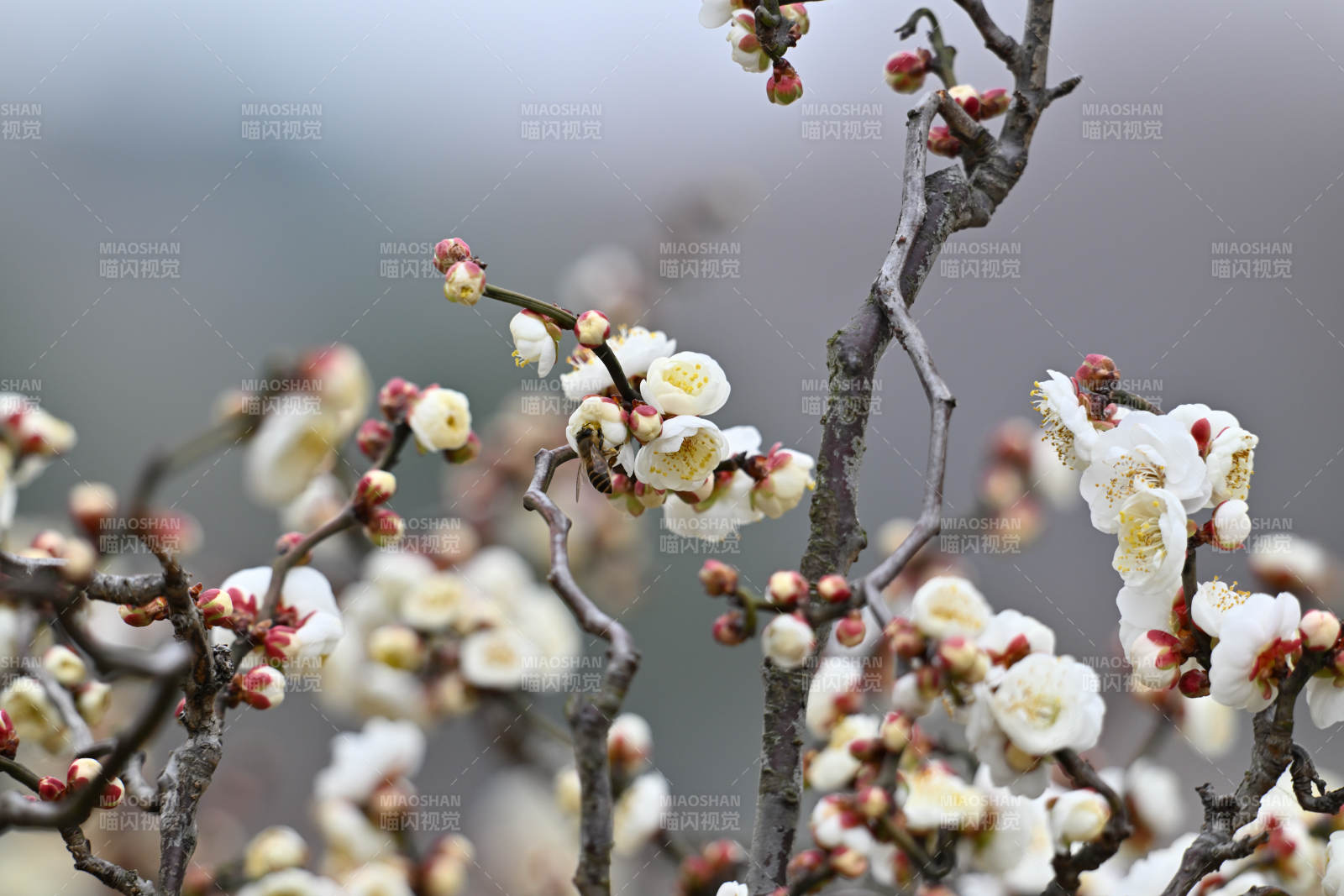 梅花绽放枝头图片