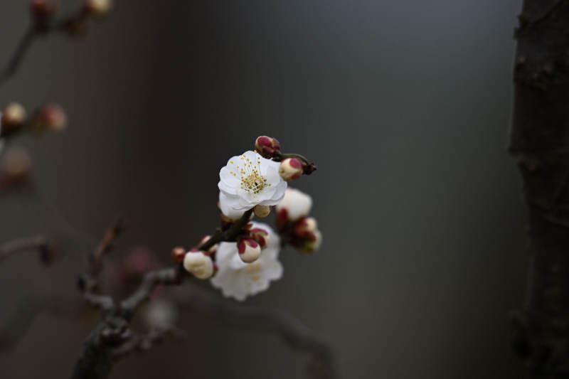 梅花绽放枝头图片