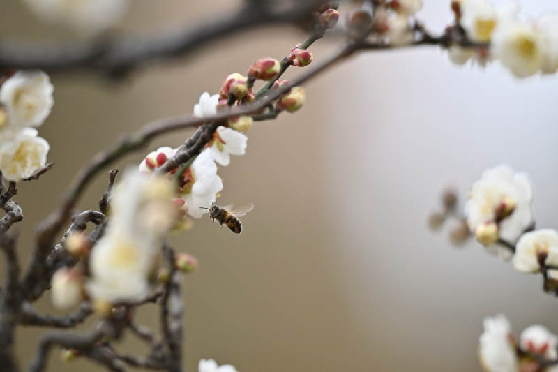 梅花蜜蜂共舞图片